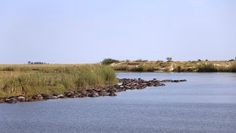 Vai tram xac trau chet troi noi vi tron su tu cai