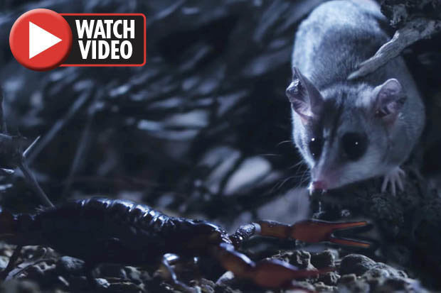 Chuot dung do bo cap kich doc 