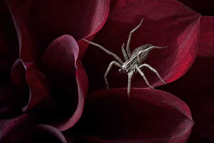 Chú nhện đang chờ đợi con mồi của mình.