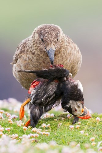 "Cuộc sống và cái chết ở bên rìa Thế giới".