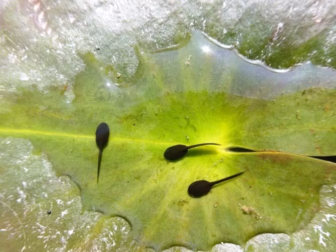 Bức ảnh chụp cận cảnh những con nòng nọc trên một chiếc lá trong hồ.