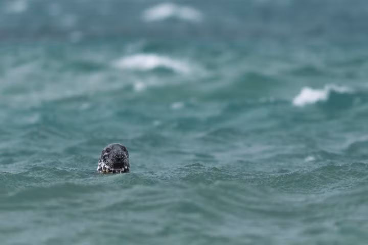 Một chú hải cẩu vừa được trả lại cuộc sống hoang dã.