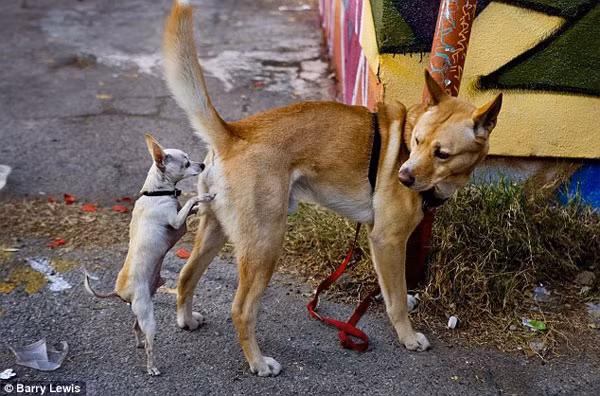 Giai bi an hanh vi ngui mong dong loai ky quac o loai cho