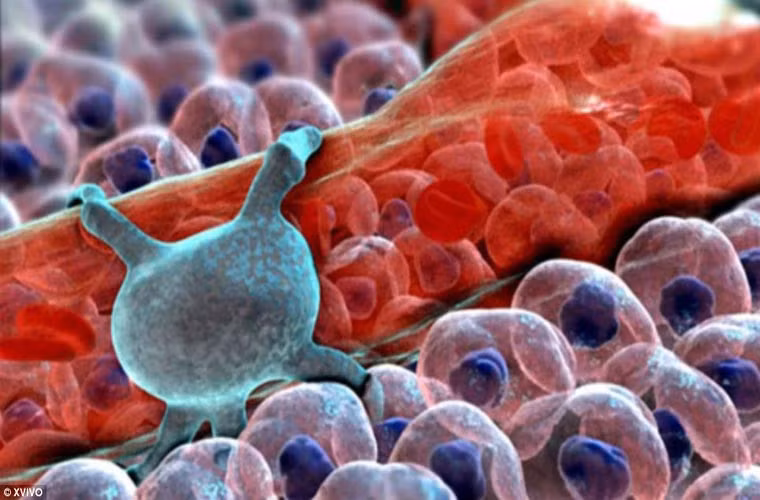 Pericytes (màu xanh) là tế bào được tìm thấy trong ống mao dẫn.