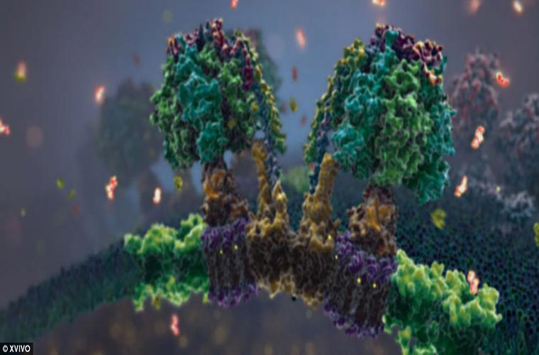 Hình ảnh này diễn tả quá trình sản xuất ATP,1 dạng của năng lượng bên trong các ti thể tế bào.