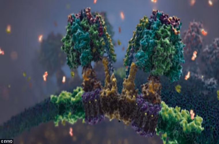 Hình ảnh này diễn tả quá trình sản xuất ATP,1 dạng của năng lượng bên trong các ti thể tế bào.