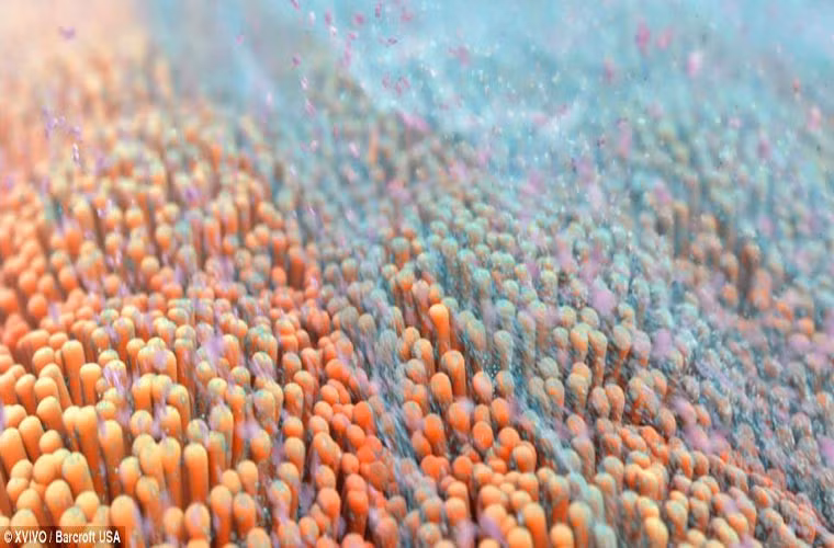 Hình ảnh của quá trình tổng hợp TGF-beta, một chuỗi axit amin được tìm thấy trong cơ thể người và sữa.