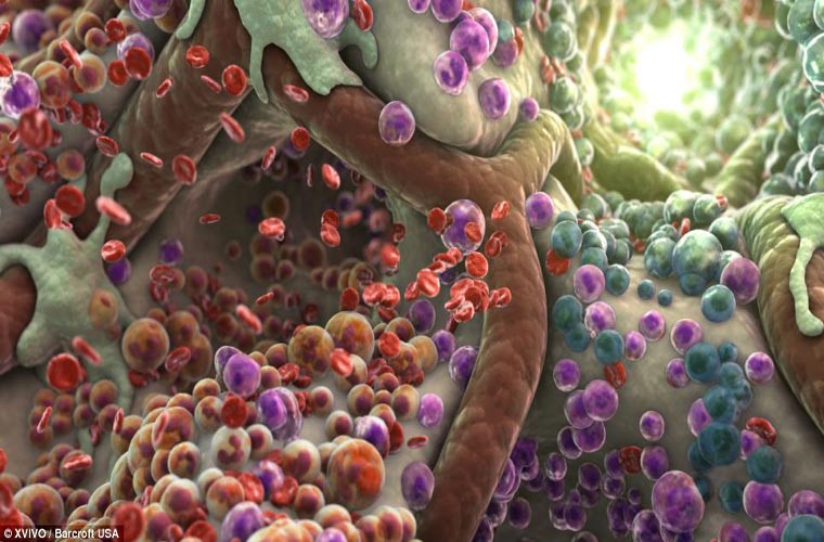 Hình ảnh tủy, nơi những tế bào gốc Hematopoietic được tìm thấy. Những tế bào này gọi là “tế bào gốc đa chức năng” và có thể sản sinh ra tế bào máu. Thông qua một quá trình gọi là hematopoiesis, những tế bào này chuyển hóa thành bạch cầu, hồng cầu và tiểu huyết cầu.