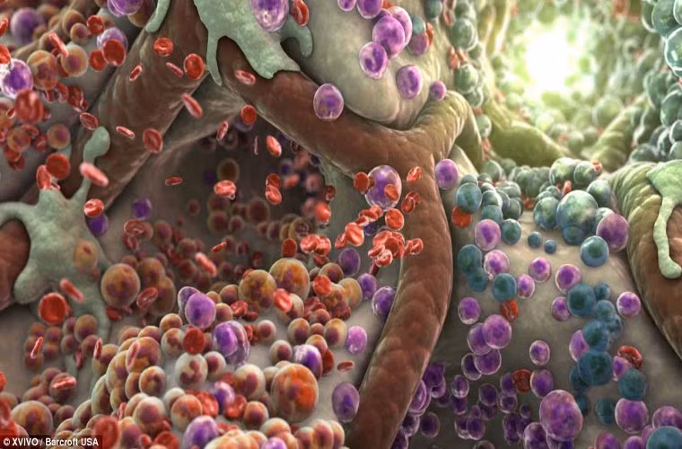 Hình ảnh tủy, nơi những tế bào gốc Hematopoietic được tìm thấy. Những tế bào này gọi là “tế bào gốc đa chức năng” và có thể sản sinh ra tế bào máu. Thông qua một quá trình gọi là hematopoiesis, những tế bào này chuyển hóa thành bạch cầu, hồng cầu và tiểu huyết cầu.