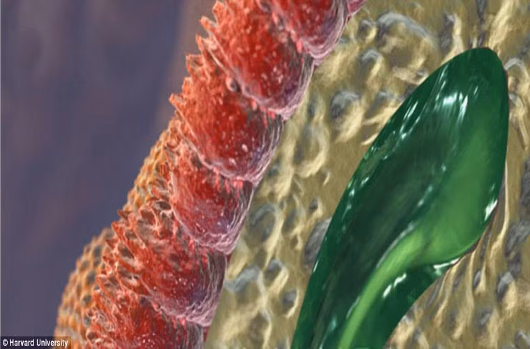 Đây là hình ảnh lông ruột. Chúng có tác dụng hấp thụ chất dinh dưỡng vào trong máu, vận chuyển chất dinh dưỡng đến gan và các tế bào khác.