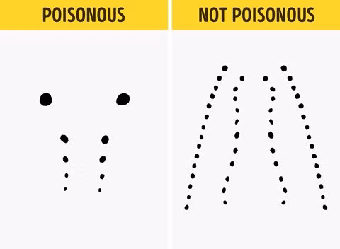 Bí kíp nhận diện rắn có độc hay không tức thì - Hình 6 Bi kip nhan dien ran co doc hay khong tuc thi-Hinh-6