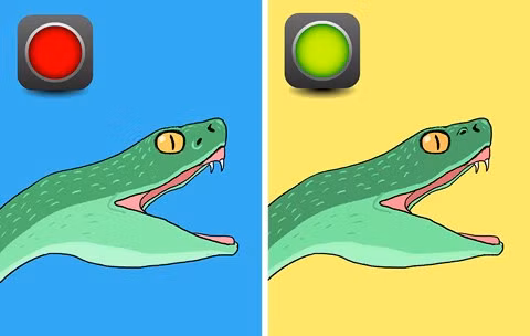 Bí kíp nhận diện rắn có độc hay không tức thì - Hình 2 Bi kip nhan dien ran co doc hay khong tuc thi-Hinh-2