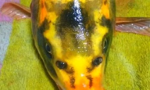 Ca chep ma ma quai, ca chep 