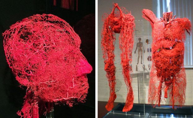 4. Chiều dài của tất cả các mạch máu bên trong cơ thể của chúng ta là đủ để quấn quanh Trái đất 2,5 lần vòng theo đường xích đạo Nếu bạn rút tất cả các mạch máu ra khỏi một người trưởng thành và trải chúng ra, nó có thể dài hơn 160.934 km, đủ để quấn 2,5 vòng quanh Trái đất. Ngoài ra, trái tim của con người bơm trung bình 5,7 triệu lít máu trong suốt cuộc đời. Thể tích này đủ để lấp đầy 3 bể bơi kích thước Olympic.