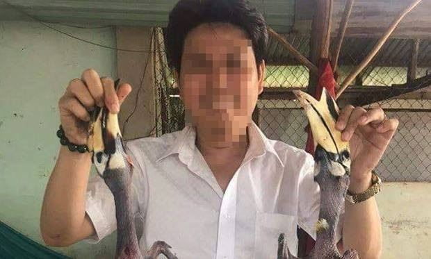 Chia sẻ trên trang VTC News, anh Hưng - thành viên một tổ chức bảo tồn động vật hoang dã cho hay, giống chim bị giết thịt là Cao cát bụng trắng, thuộc họ Hồng hoàng (bộ Sả). Cao cát bụng trắng hay còn gọi là Cao cát phương đông là loài chim cùng họ Hồng hoàng (hay còn gọi là Phượng hoàng đất - PV), nhưng nhỏ và xấu hơn Hồng hoàng.