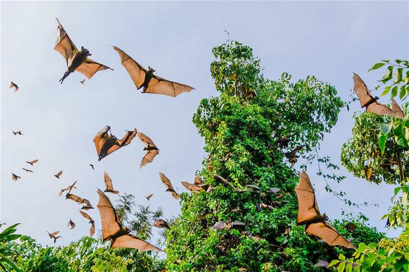 (Ảnh: Tetyana Dotsenko / Shutterstock) Cứ vào tháng 10 hằng năm, những đàn dơi ăn quả khổng lồ có thể đến 1,5 triệu con, bắt đầu công cuộc di cư từ Mexico đến trung tâm thành phố Austin, Texas (Mỹ). Mục đích của chuyến di cư là tìm thức ăn và ước tính, mỗi đêm đàn dơi có thể tiêu thụ số lượng côn trùng lên tới 10 tấn. Du khách có thể chứng kiến hàng triệu con dơi ẩn mình trong các ngọn cây.