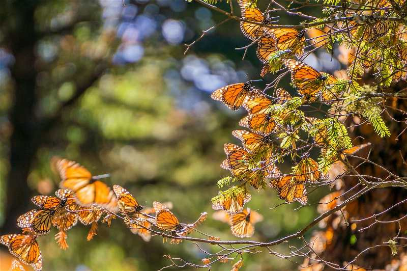 (Ảnh: JHVEPhoto / Shutterstock) Vào khoảng thời gian cuối tháng 10 hằng năm, những con bướm vua đen và vàng (bướm Mornard) lại bắt đầu chuyến di cư của mình từ vùng đất phía nam Canada và miền đông nước Mỹ đến tập trung số lượng lớn trên một ngọn núi ở phía tây thành phố Mexico. Chúng đậu kín trên những cây thông hoặc bất kỳ tán cây nào khác… để trú ẩn vào mùa đông. Để được tận mắt chứng kiến hiện tượng vô cùng kỳ thú này, du khách có thể đến từ tháng 1 đến 3 hằng năm, khi đó, số lượng bướm ở đây phải hàng triệu con.