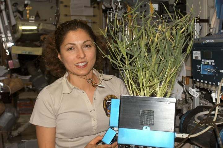 Cô Anousheh Ansari, thành viên chuyến bay vào vũ trụ, cầm cây trồng trong module của trạm ISS.
