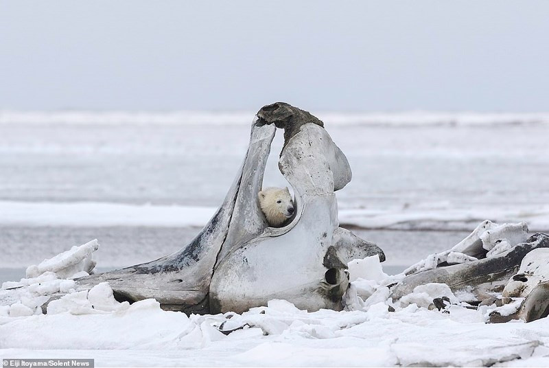Gau Bac Cuc chat vat duc khoet xuong ca voi khung-Hinh-3