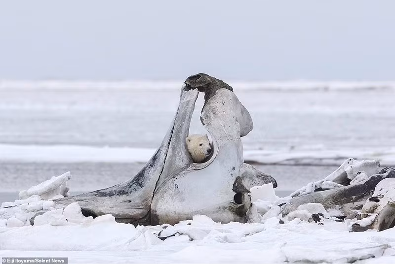 Gau Bac Cuc chat vat duc khoet xuong ca voi khung-Hinh-3