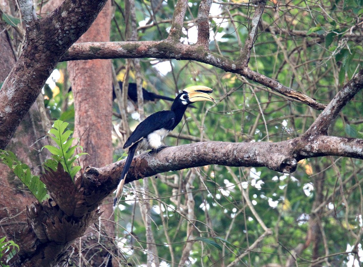 Công ước về buôn bán quốc tế động, thực vật hoang dã nguy cấp (CITES) quy định, Cao cát nằm ở mục II, trong khi Hồng hoàng quý hiếm hơn thì nằm ở mục I.
