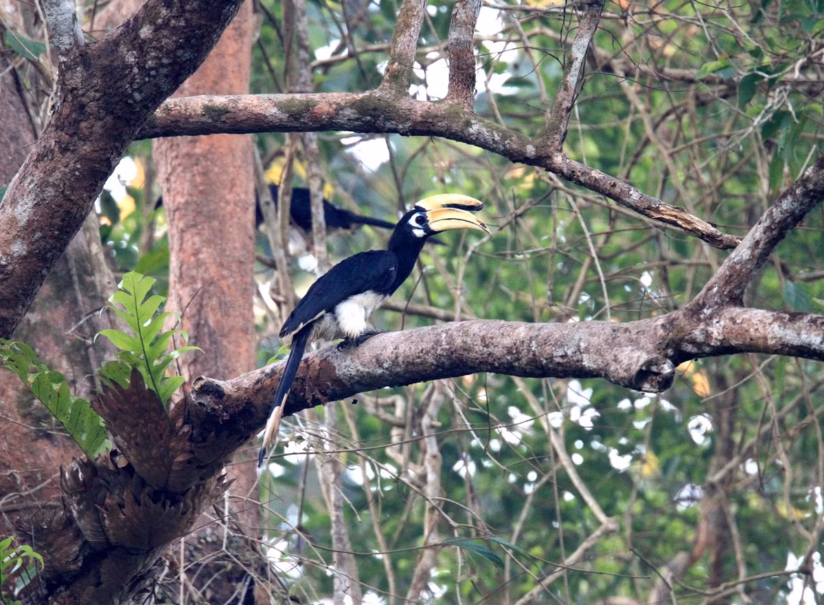 Công ước về buôn bán quốc tế động, thực vật hoang dã nguy cấp (CITES) quy định, Cao cát nằm ở mục II, trong khi Hồng hoàng quý hiếm hơn thì nằm ở mục I.