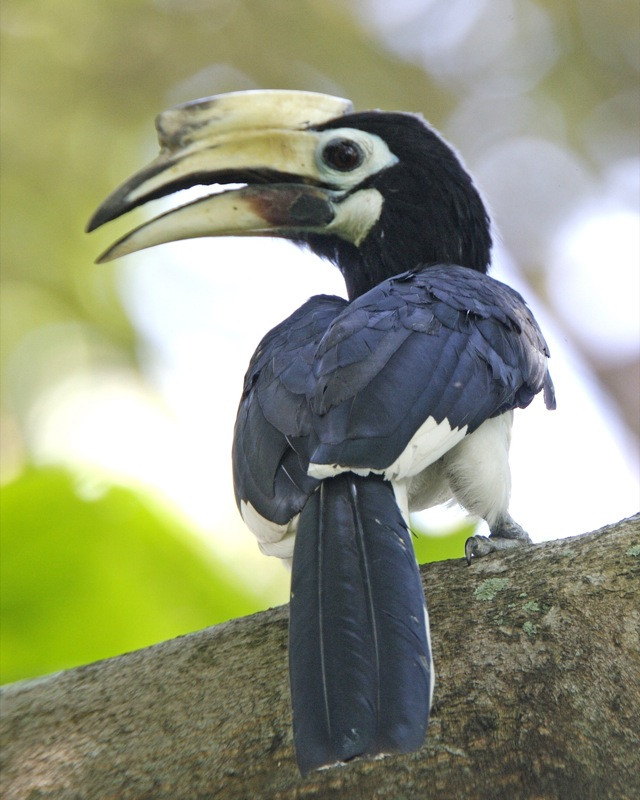 Chim Cao Cát Bụng Trắng (Oriental Pied Hornbil) là một loài trong họ Hồng hoàng (Bucerotidae ). Nó được tìm thấy tại Bangladesh, Bhutan, Brunei, Campuchia, Trung Quốc, Ấn Độ, Indonesia, Lào, Malaysia, Myanmar, Nepal, Singapore, Thái Lan, và Việt Nam. môi trường sống tự nhiên của nó là cận nhiệt đới hay rừng nhiệt đới ẩm thấp.