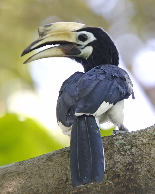 Chim Cao Cát Bụng Trắng (Oriental Pied Hornbil) là một loài trong họ Hồng hoàng (Bucerotidae ). Nó được tìm thấy tại Bangladesh, Bhutan, Brunei, Campuchia, Trung Quốc, Ấn Độ, Indonesia, Lào, Malaysia, Myanmar, Nepal, Singapore, Thái Lan, và Việt Nam. môi trường sống tự nhiên của nó là cận nhiệt đới hay rừng nhiệt đới ẩm thấp.