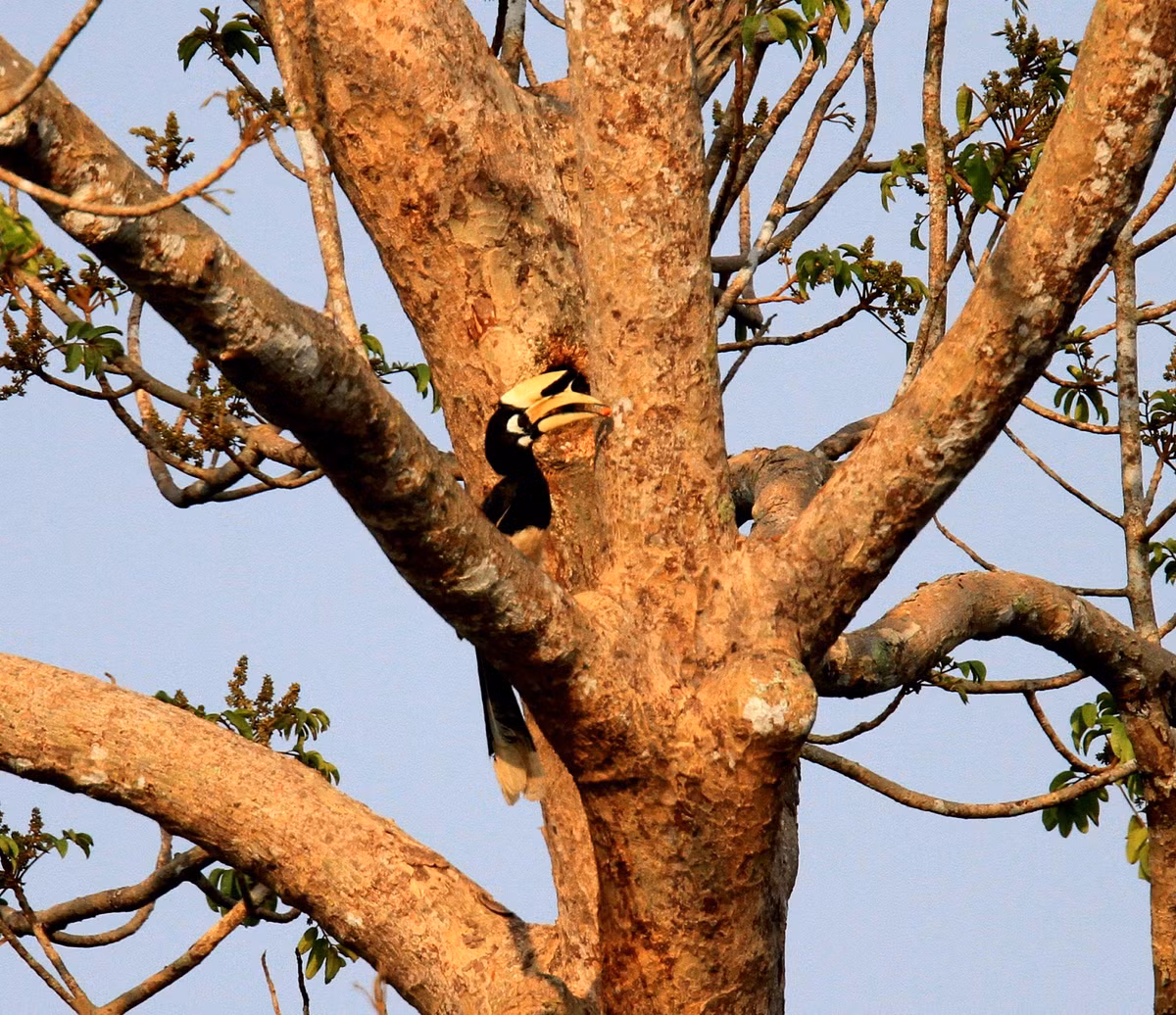 Theo anh Hưng, vì 2 con chim trong bức ảnh đã bị vặt lông nên không thể dựa vào màu sắc để phân biệt. Tuy nhiên, quan sát ở vùng má, bọng mắt và mỏ của chim có thể nhận ra điểm khác biệt.