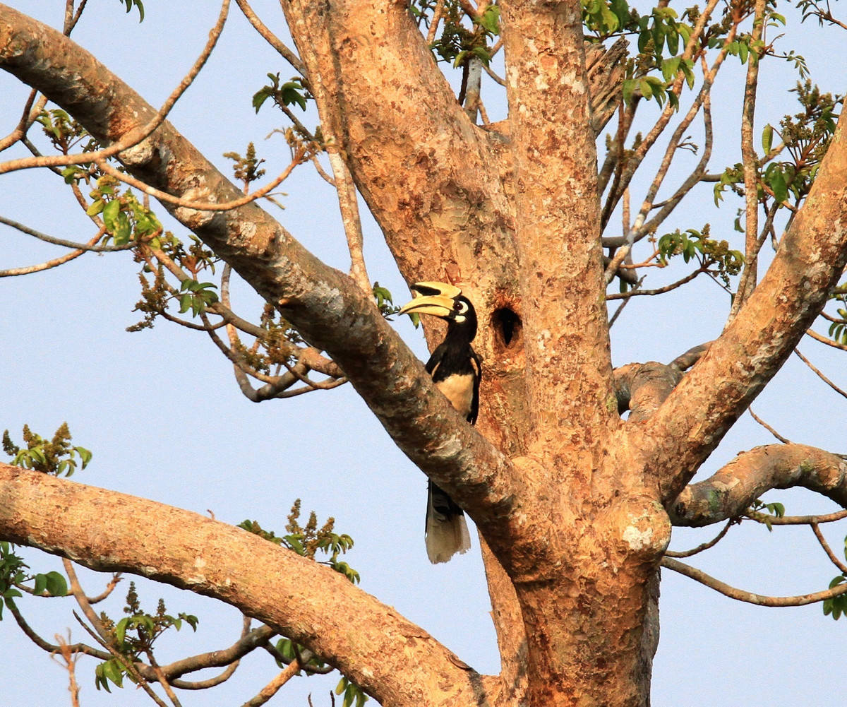 Loài chim này có bộ lông màu đen là chủ yếu, lông dưới bụng có màu trắng, đuôi, cánh có đốm trắng, trong khi đó Hồng hoàng có lông dưới bụng màu đen