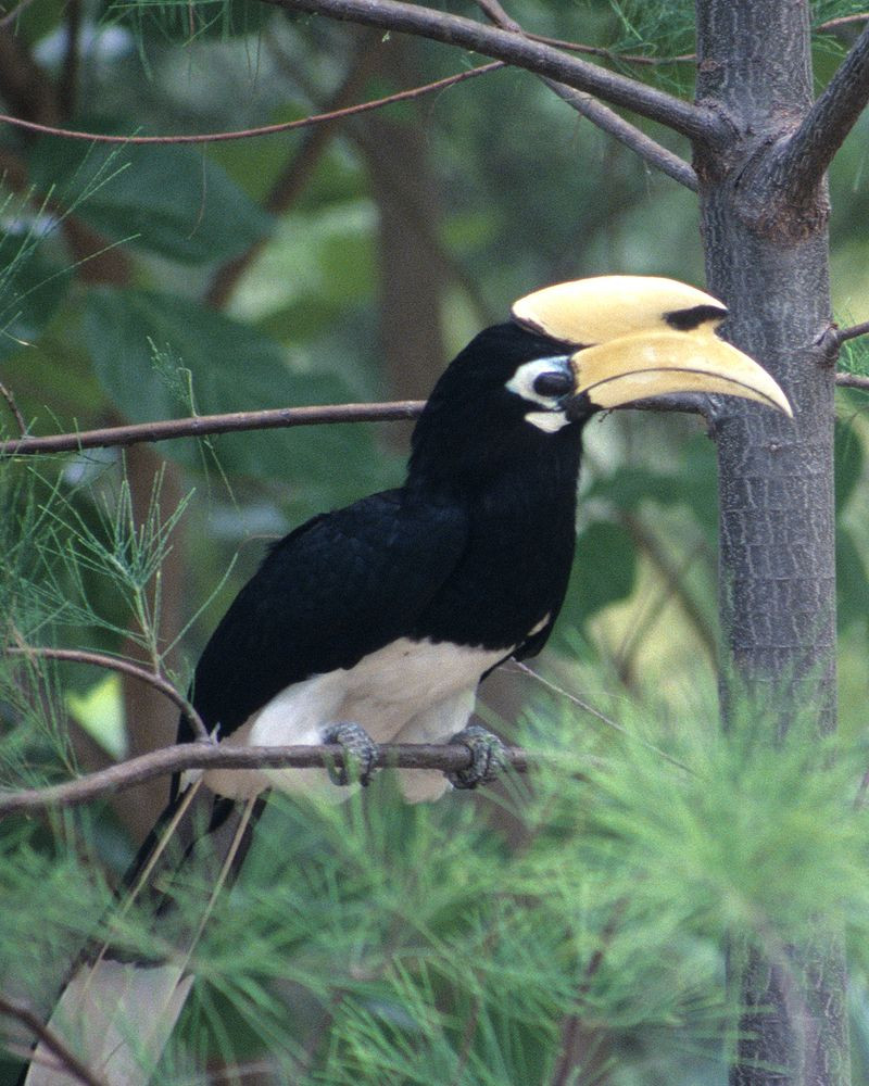 Nằm ở mục II, Cao cát là những loài mặc dù hiện chưa bị đe doạ nghiêm trọng nhưng vẫn có nguy cơ tuyệt chủng nếu việc buôn bán các mẫu vật của loài này không tuân theo những quy chế nghiêm ngặt, nhằm tránh việc sử dụng không phù hợp với sự tồn tại của chúng. Việc buôn bán mẫu vật liên quan đến chúng phải được kiểm soát hữu hiệu. Cao cát vẫn có thể được nuôi để làm cảnh và làm thịt nếu được cấp phép.