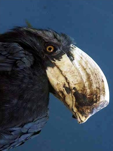 Chiều dài của loài chim này khoàng từ 43 đến 45 cm và có một hình dạng rất nặng nề, mỏ của chúng cấu tạo thật kỳ lạ, nó to và lớn và có một phần đắp thêm phía trên mỏ,gọi là mỏ sừng, cặp mắt màu đen và có viền trắng lớn chung quanh, trên lưng và ngực có mầu xanh đen, phần dưới bụng và mặt dưới đuôi có mầu trắng. Thức ăn của Chim Cao Cát bụng Trắng là các loại trái cây rừng, nhưng đôi khi chúng cũng ăn cả các loài động vật lưỡng cư như Ếch Nhái.... Chim Cao Cát Bụng Trắng thường làm tổ trong các hốc cây( bọng cây) ở trên những cây rất cao. Mùa sinh sản của chúng từ tháng 3 đến tháng 6 trong năm. Trong thời gian sinh và nuôi chim non, cửa ra vào tổ sẽ được đắp kín bằng đất sét và chỉ để lại một chiếc lỗ nhỏ đủ đế chim trống mang thức ăn về mớm cho chim mái.