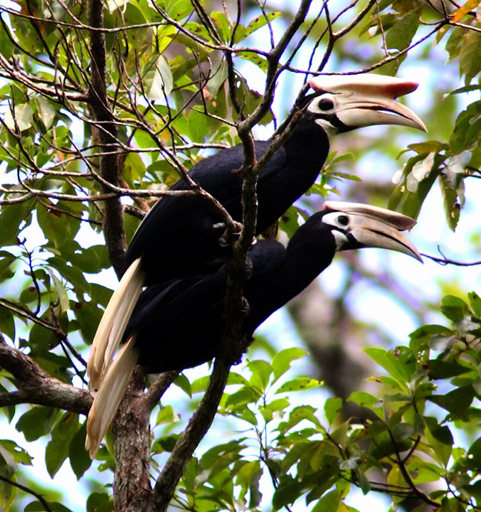 Ở Việt Nam được tìm thấy 3 loài : Hồng Hoàng (Great Hornbill ), Niệc mỏ vằn (Wreathed Hornbill ) và Cao cát bụng trắng (Oriental Pied Hornbill ). Chúng có nhiều ở Khu DTSQ Đồng Nai, Bắc Bình Thuận và một số các tỉnh Trung Bộ giáp biên giới Lào và Campuchia.