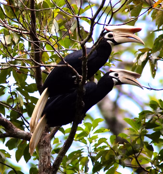 Ở Việt Nam được tìm thấy 3 loài : Hồng Hoàng (Great Hornbill ), Niệc mỏ vằn (Wreathed Hornbill ) và Cao cát bụng trắng (Oriental Pied Hornbill ). Chúng có nhiều ở Khu DTSQ Đồng Nai, Bắc Bình Thuận và một số các tỉnh Trung Bộ giáp biên giới Lào và Campuchia.