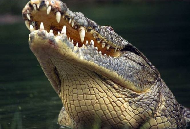 Chan dung da thu an thit nhieu nguoi nhat o thoi hien dai-Hinh-3