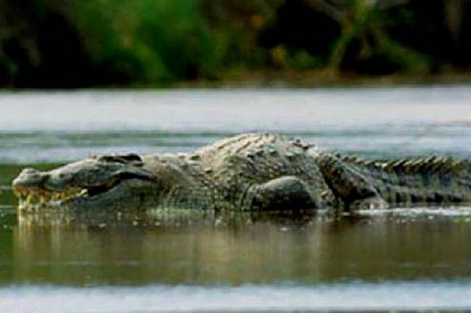 Chan dung da thu an thit nhieu nguoi nhat o thoi hien dai-Hinh-2