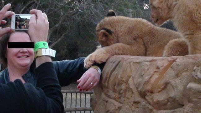 Su that bang hoang sau anh du khach au yem su tu Nam Phi-Hinh-2