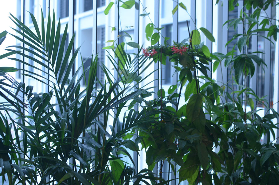 Góc xanh mướt bên ban công.