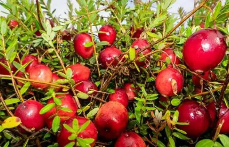 Loại quả lạ ở Trung Quốc về Việt Nam giá tiền triệu/kg Loai qua la o Trung Quoc ve Viet Nam gia tien trieu/kg