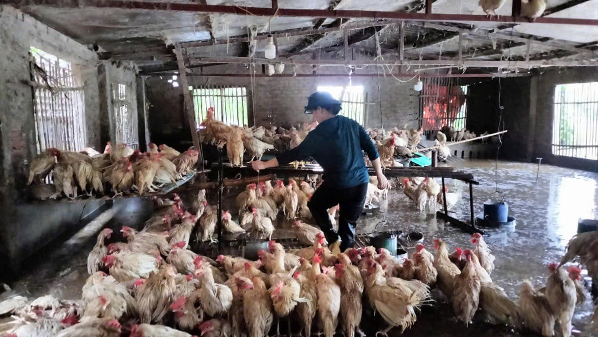 Chuồng bị ngập nước, gà thịt được bán 50.000 đồng/con Chuong bi ngap nuoc, ga thit duoc ban 50.000 dong/con