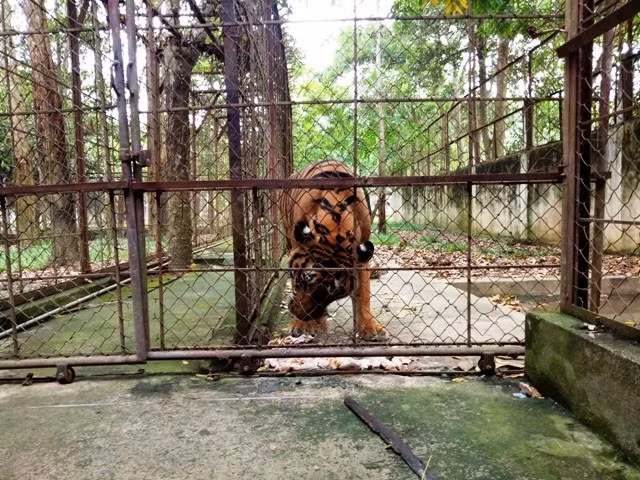 Cá thể hổ nuôi nặng 200kg ở Thanh Hóa bị chết Ca the ho nuoi nang 200kg o Thanh Hoa bi chet