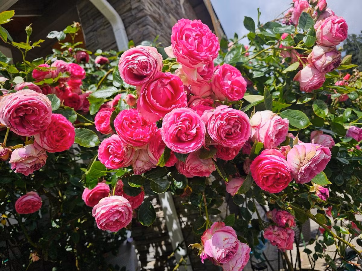 Vo chong Viet o My bien dat hoang thanh vuon hong mo uoc-Hinh-2