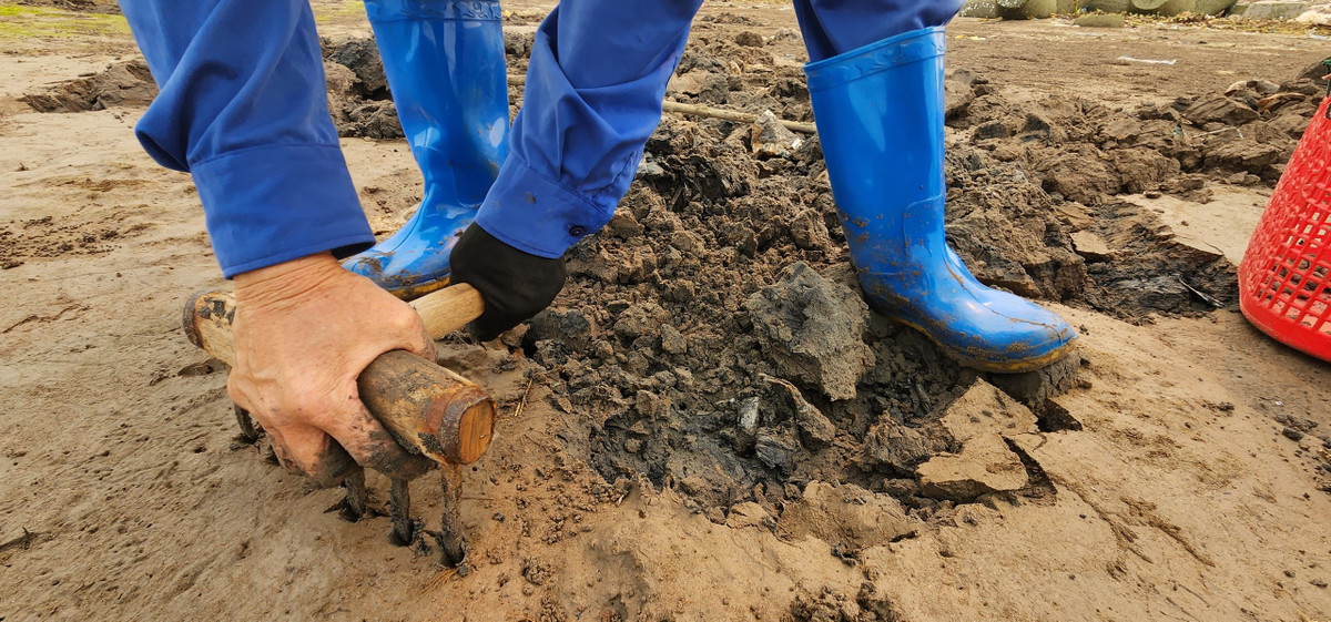 Con gion nằm dưới lớp cát chừng 10 cm và ẩn trong màu cát vàng đen.