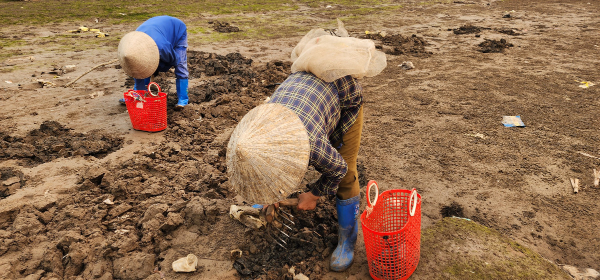 Hàng ngày, bà Nguyệt và bà Thu đã ở tuổi gần 70 vẫn miệt mài còng lưng cào mót gion biển ở bãi cát ven biển Phúc Thắng để kiếm sống. Theo lời các bà, mỗi buổi sẽ mót được chừng 5 kg gion và đưa ra chợ bán với giá 20 nghìn đồng/kg.