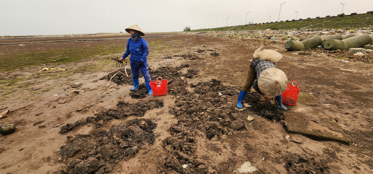 Mỗi lần thủy triều rút, bãi cát ven biển xã Phúc Thắng, huyện Nghĩa Hưng, tỉnh Nam Định lại trở nên hoang sơ, cằn cỗi, nhưng ẩn dưới lớp cát là một sản vật "lộc trời" là gion biển .