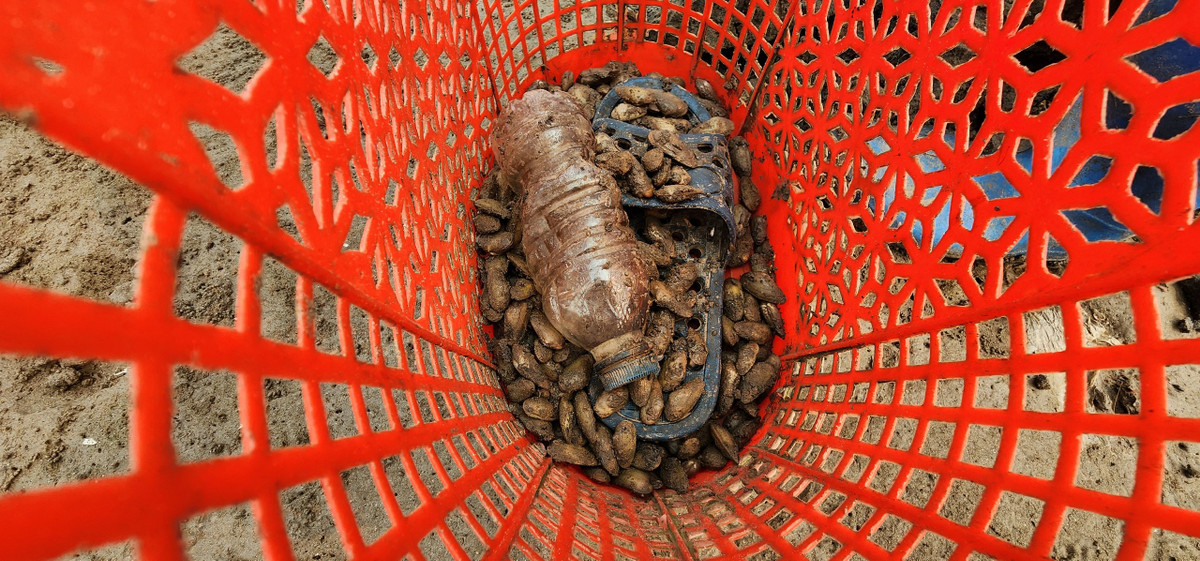 Gion được chế biến thành nhiều món, nhưng ngon và "chết cơm" nhất vẫn là món canh gion hoặc gion xào kẹp bánh đa. Đây cũng là món đặc sản ở các xã ven biển tỉnh Nam Định.