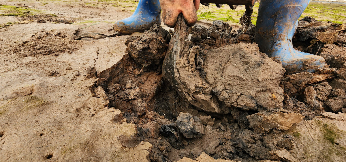 Do bãi biển xã Phúc Thắng không sạch nên còn lẫn cả bùn đen nên việc tìm gion cũng khó khăn.