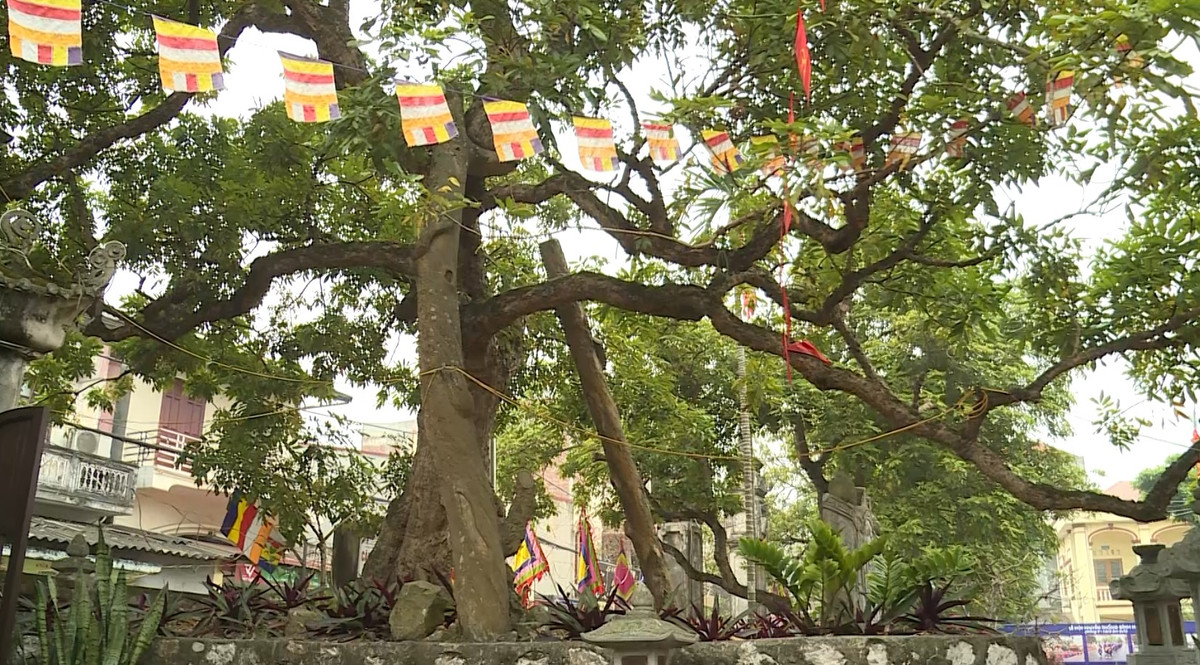 Chua Hien - noi linh thieng huyen bi giua long Pho Hien-Hinh-3