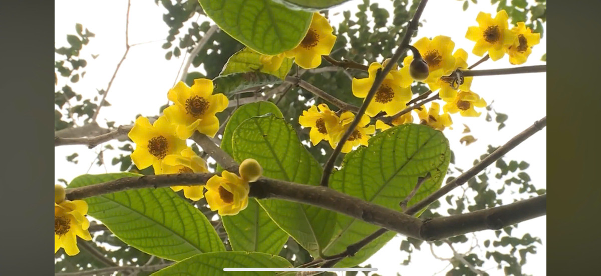 PGS Tran Ninh: Khai mo bi an ve reu, hoi sinh tra hoa vang-Hinh-4