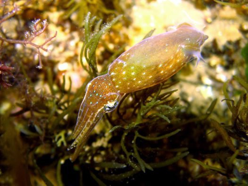 Hành vi tìm bạn tình và giao phối của chúng được mô tả là vo ve như những con ong.